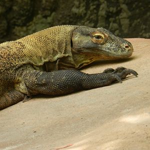 Komodo Dragon (Varanus komodoensis) at Disney's Animal Kingdom Park