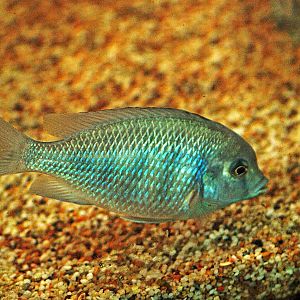 Blue dolphin cichlid