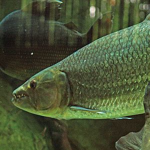 Goliath Tigerfish