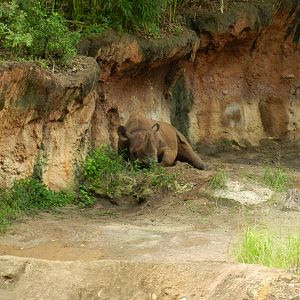 Black Rhinoceros (Diceros bicornis) at Disney's Animal Kingdom Park