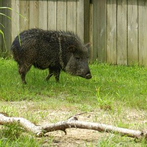 Chacoan Peccary (Catagonus wagneri) at Central Florida Zoo and Botanical Gardens