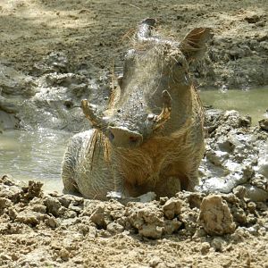 Common Warthog (Phacochoerus africanus) at Central Florida Zoo and Botanical Gardens