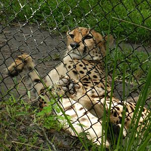 Cheetah (Acinonyx jubatus) at Central Florida Zoo and Botanical Gardens