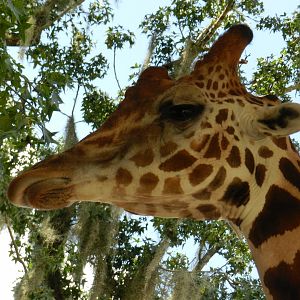 Giraffe (Giraffa camelopardalis) at Central Florida Zoo and Botanical Gardens