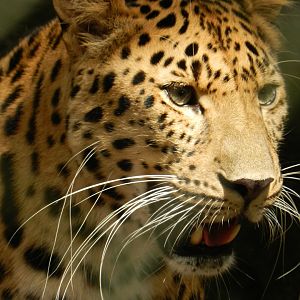 Amur Leopard (Panthera pardus orientalis) at Central Florida Zoo and Botanical Gardens