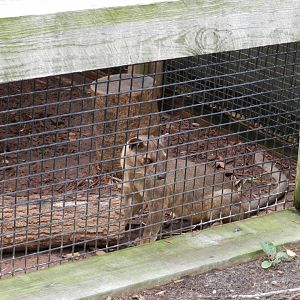 Fossa (Cryptoprocta ferox) at Central Florida Zoo and Botanical Gardens