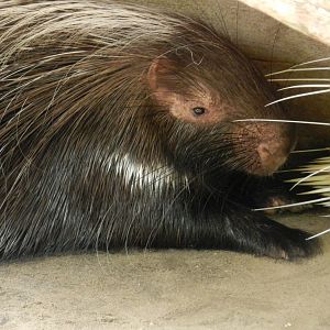 African Cape Porcupine (Hystrix africaeaustralis) at Central Florida Zoo and Botanical Gardens