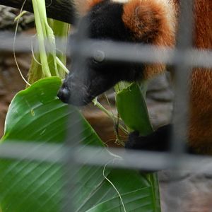 Red Ruffed Lemur (Varecia rubra) at Central Florida Zoo and Botanical Gardens