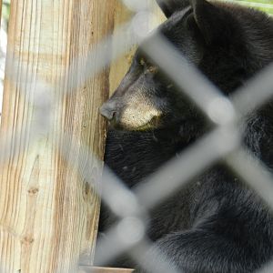 Florida Black Bear (Ursus americanus floridanus) at Central Florida Zoo and Botanical Gardens