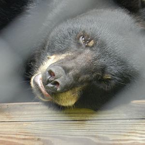 Florida Black Bear (Ursus americanus floridanus) at Central Florida Zoo and Botanical Gardens