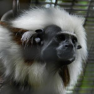 Cotton-Top Tamarin (Saguinus oedipus) at Central Florida Zoo and Botanical Gardens