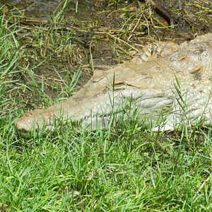 Orinoco Crocodile (Crocodylus intermedius) at Central Florida Zoo and Botanical Gardens