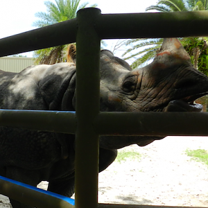 Greater One-Horned Rhinoceros (Rhinoceros unicornis) at Central Florida Zoo and Botanical Gardens