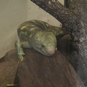 Prehensile-Tailed Skink (Corucia zebrata) at Central Florida Zoo and Botanical Gardens