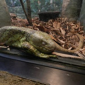 Prehensile-Tailed Skink (Corucia zebrata) at Central Florida Zoo and Botanical Gardens