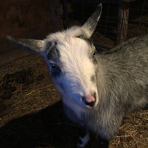 Capra Aegagrus Hircus