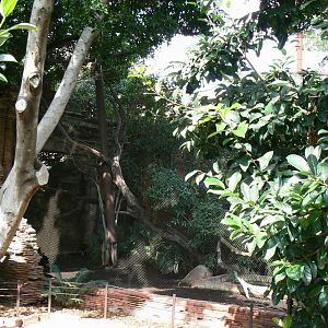 Wreathed hornbills, red-billed blue magpies and greater bornean crested fireback aviary