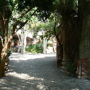 Passage towards Indo-Pacific reptiles area