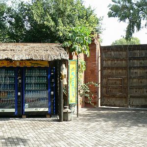 Indo-Pacific reptiles area setting