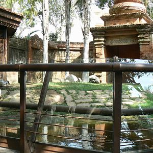 Galapagos giant tortoises and rhinoceros iguanas enclosure from a child's point of view
