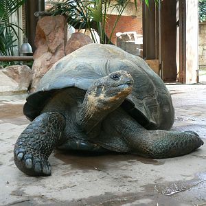 Galapagos giant tortoise