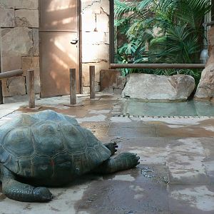 Galapagos giant tortoises and rhinoceros iguanas house