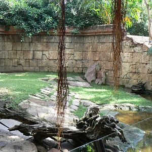 Galapagos giant tortoises and rhinoceros iguanas enclosure