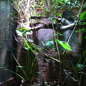 Panther chameleon exhibit