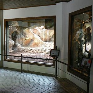 View inside the reptiles house : right/jungle carpet python, center/komodo dragon, left : reticulated python