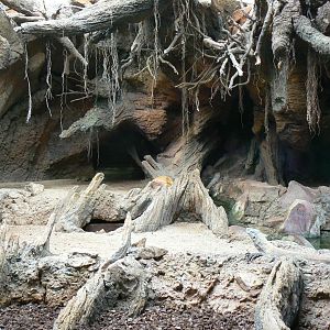 Komodo dragon indoor exhibit