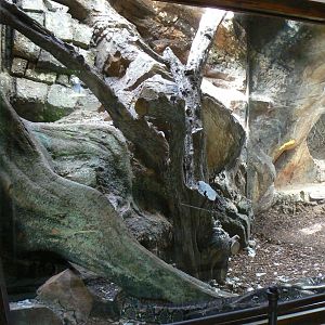 Reticulated python exhibit