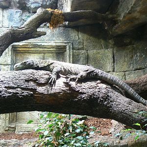 Crocodile monitor