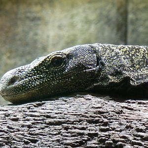 Crocodile monitor