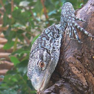 Blue-spotted tree monitor
