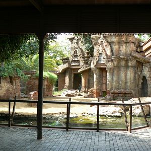 Komodo dragons outdoor exhibit