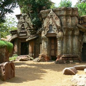 Komodo dragons outdoor exhibit