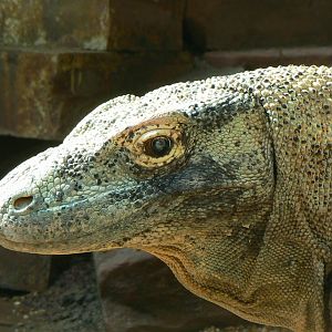 Komodo dragon upclose