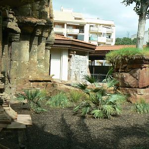 Komodo dragons outdoor exhibit