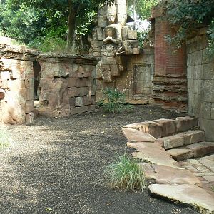 Komodo dragons outdoor exhibit