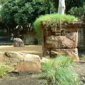 Komodo dragons outdoor exhibit