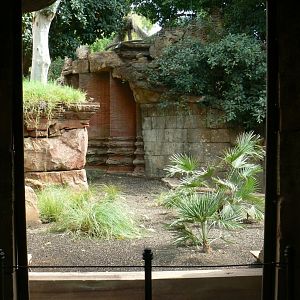 Komodo dragons outdoor exhibit