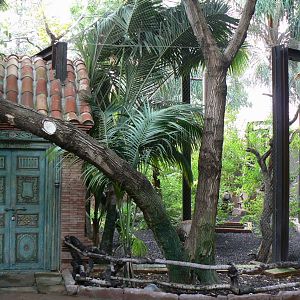 Great hornbill aviary