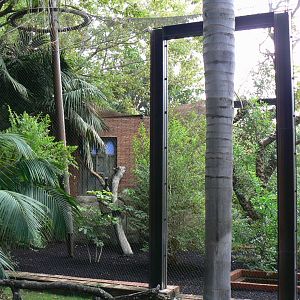 Great hornbill aviary