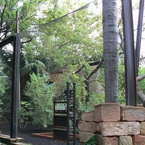 Great hornbill aviary