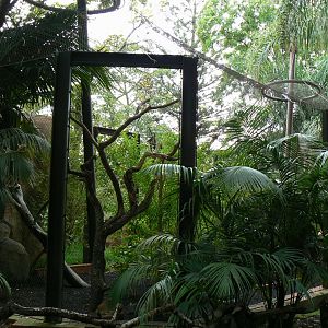 Great hornbill aviary