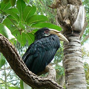 Wreathed hornbill female