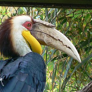 Wreathed hornbill male