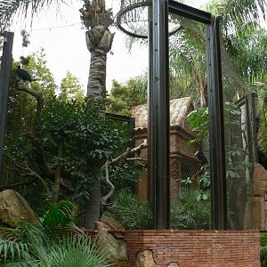 Wreathed hornbills aviary