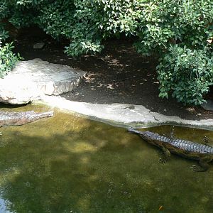 False gharials