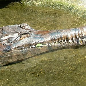 False gharial